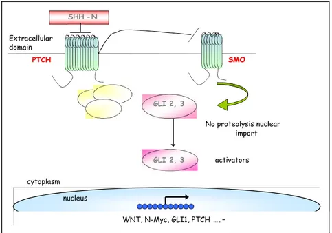Fig. 4 Il legame di Shh a PTCH, rilascia la sua inibizione su SMO e  promuove la trascrizione genica della famiglia dei geni GLI