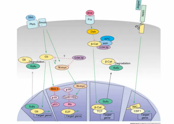 Fig. 5 Pathway di segnali che regolano la proliferazione dei  precursori delle cellule dei granuli nell’EGL