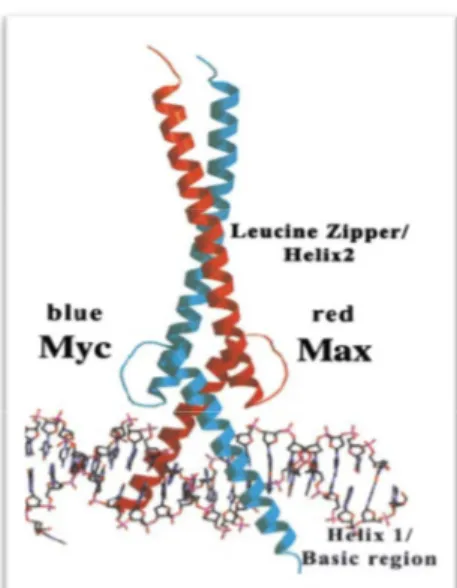 Fig 7. Struttura dell’eterodimero Myc-Max legato al DNA