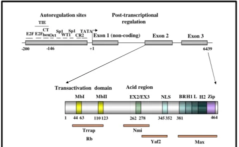 Fig 8. Struttura della proteina N-Myc. Abbreviazioni: MB I, MB II, “Myc-boxes”; 