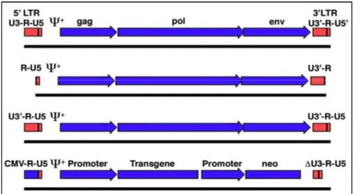 Figura 12. Rappresentazione schematica del genoma del retrovirus e del  vettore retrovirale 