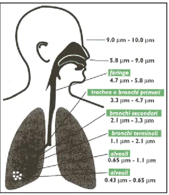 Figura 4.3: Principali livelli di deposizione polmonare sulla base del diametro delle  particelle
