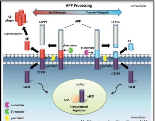 Figure 8: APP processing procedure and cleavage products. The non- non-amyloidogenic  APP  processing  pathway  (right)  involves  proteolytic  cleavages by α- and γ-secretases resulting in the generation of sAPPα  and carboxyl terminal fragments including