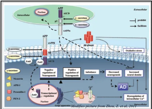 Figure  10:  The pathogenesis of AD involving Aβ induced toxicity via  increased  ROS  and  dysregulation  of  intracellular  calcium  as  well  as  altered  neurogenesis  due  to  imbalance  between  positive  regulation  of  neurogenesis  by  sAPPα  and 