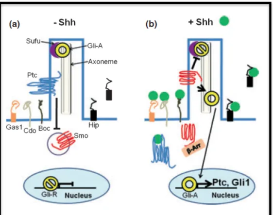 Figure 11: Proposed model for Sonic Hedgehog signaling pathway. Shh  uses  the  primary  cilia  to  induce  its  signal