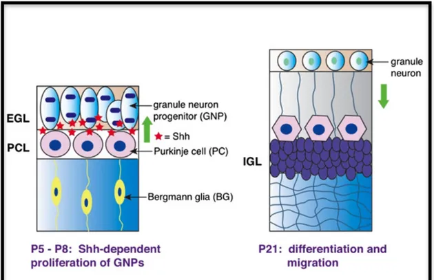 Figure 12: In cerebellar development, Shh secreted by Purkinje cells controls the  proliferation  of  granule  neuron  progenitors  in  the  external  germinal  cell  layer  (EGL)