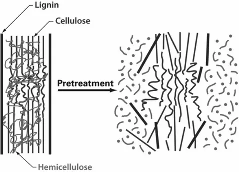 Fig  1.19  Rappresentazione  schematica  dell’effetto  del  pretrattamento  sulla  struttura  lignocellulosica