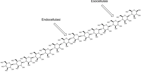 Fig 1.20 Azione idrolitica degli enzimi eso- ed endocellulasi sulla struttura polimerica  della cellulosa