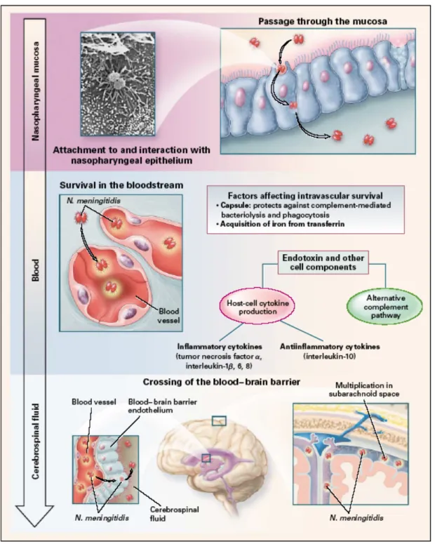 Figure  2.  Colonization  of  Neisseria  meningitidis  in  the  nasopharynx  and  entry  into  the  bloodstream  and  cerebrospinal  fluid