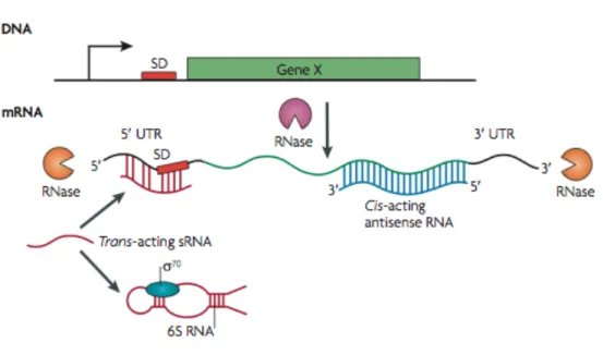 Figure 5. Control of mrNA activity and stability. The fate of an mRNA is controlled by several  factors