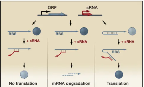 Figure 6. Regulatory functions of trans-acting small RNAs. Genome loci encoding trans-acting  small RNAs (red) are located separate from the genes encoding their target RNAs (blue) and only  have limited complementarity