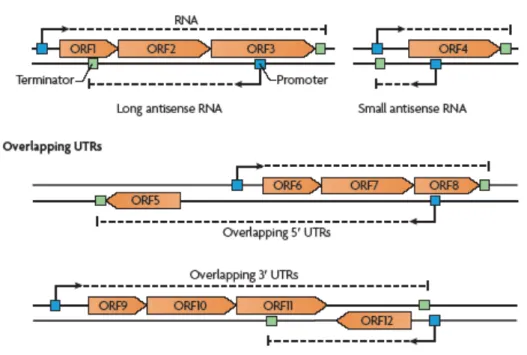 Figure 7. Cis-acting antisense RNAs. Schematic representation of the different types of antisense  RNA molecules