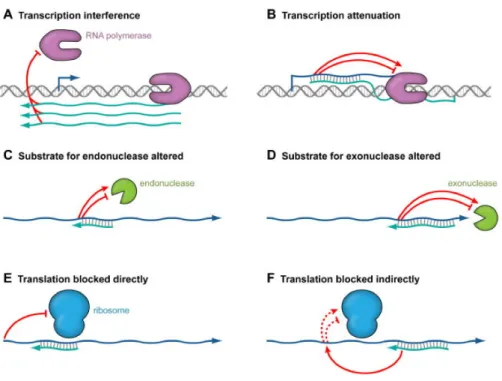 Figure  8.  Mechanisms  of  action  of  antisense  RNAs.  Antisense  RNAs  can  induce  transcription  interference  (A),  where  transcription  from  one  promoter  blocks  transcription  from  a  second  promoter by preventing RNA polymerase from either 