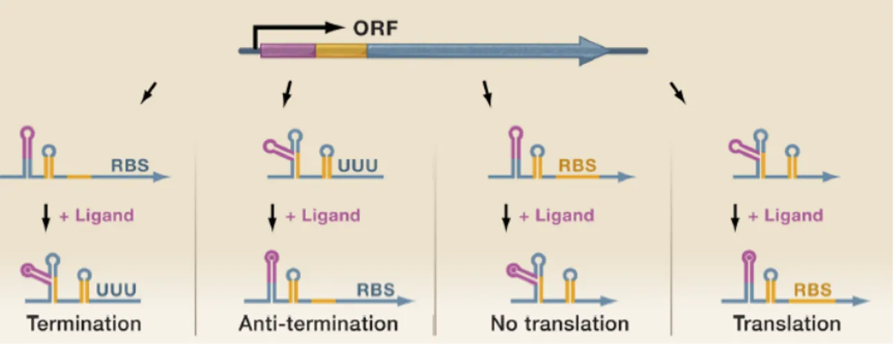 Figure  9.  Regulatory  functions  of  riboswitches.  Riboswitches  are  composed  of  an  aptamer  region  (pink)  and  an  expression  platform  (orange)  in  the  5’  UTR  of  an  mRNA  (blue)