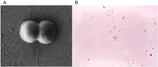 Figure 1. Neisseria meningitidis diplococcus. A. Scanning electron microscopy image of the gram  negative  bacterium  Neisseria  meningitidis,  showing  a  diplococcus  morphology