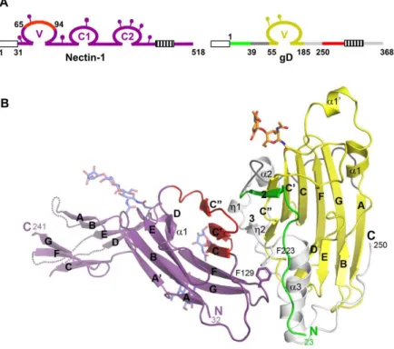 Figure  1.7  -  Structure  of  the  gD/nectin-1  complex.    A)  Linear    representation  of  human  nectin-1  and  HSV-1  gD
