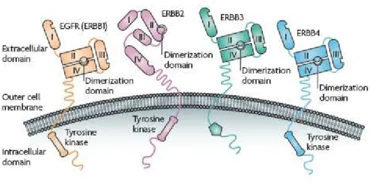 Figure  1.9  –  Domain  organization  of    ERBB  receptor  family.    ERBB1,ERBB3  and  ERBB4  exist  in  a  closed  conformation  where in absence of ligand the domain II is not exposed and not available for the interaction with other receptor