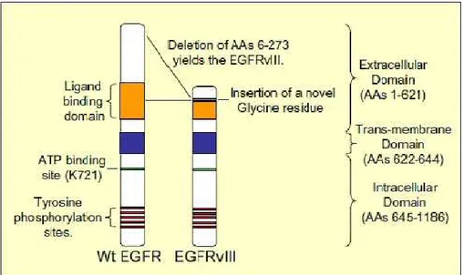 Figure 1.92 - Comparison of the structures of the EGFR and EGFRvIII. The EGFRvIII variant receptor is characterized by a  deletion of exons 2–7 of the wild type (Wt) EGFR gene