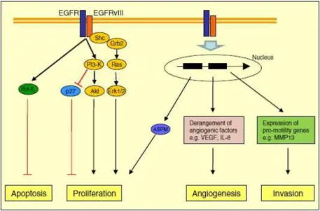 Figure  1-13  -  The  epidermal  growth  factor  receptor  (EGFR)vIII  confers  enhanced  glioblastoma  multiforme  (GBM)  tumourigenicity  through  several  key  mechanisms