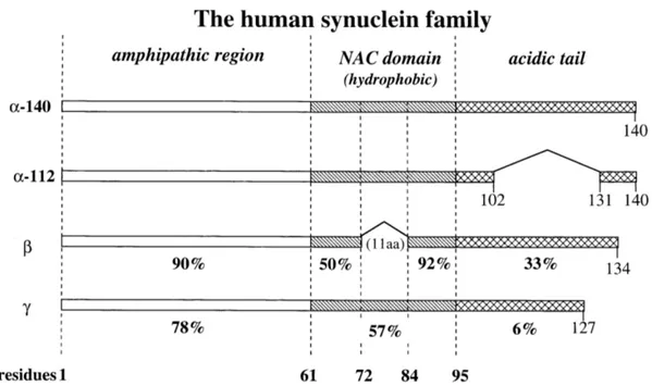 Figure 1.6: The  human  synuclein  family. The  different  synucleins  are  represented  as  a  bar