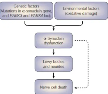 Figure 1.10: Model of  disease  pathway  in  Parkinson’s  disease. Genetic  factors  (mutations  in  the α- α-synuclein  gene and  mutations  at  the PARK3 and PARK4 loci)  or  environmental factors  (oxidative  damage,  as exemplified  by  the  experiment