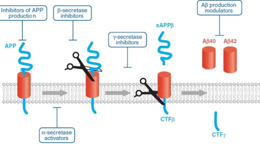 Figure 1.14: Aβ production. The integral membrane protein amyloid precursor protein (APP) is cleaved by the beta-site  APP-cleaving  enzyme  (BACE,  or  β-secretase)  to  yield  a  secreted  fragment  of  APP  (sAPPβ)  and  a   terminal fragment of APP (CT