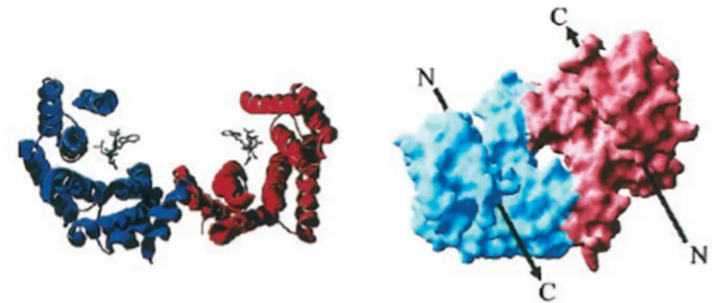 Figure 1.16: Crystal structural model of 14-3-3ζ. (a) 14-3-3ζ crystallized with R18 (PDB ID 1A38), rotated 90° relative  to  (b)  Solvent  accessible  surface  of  14-3-3ζ with  bound  peptides  (represented  by  arrows).
