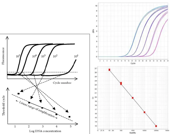 Figure 9  Schematic overview of the generation of a standard curve used for real-time  quantitative PCR (Walffs and Rådström, 2006)