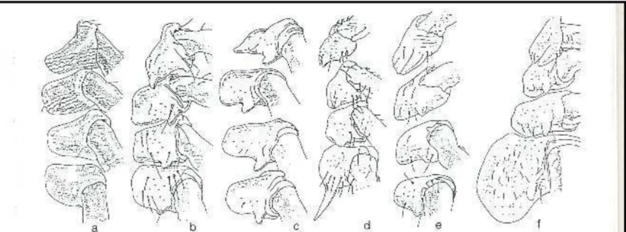 Figura 1.3: Disegno schematizzato di coxae in alcune specie di Ixodidae: Femmina  di  Exoppalpiger  trianguliceps  (a),  femmina  di  Ixodes  ricinus  (b),  femmina  di  Schaphixodes  frontalis  (c),  maschio  di  Haemaphysalis  punctata  (d),  maschio  e 