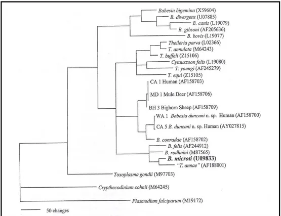 Figura 2.1: Albero filogenetico di Babesia spp. ottenuto dall’analisi del 18S rRNA   (Hunfeld e coll