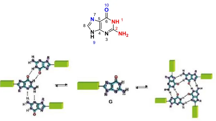 Figure  1.5  Guanine  and  supramolecular  structure  Schematic  representation  of  the  equilibrium  between  a  ribbon (left) and a G-quartet structure (right)
