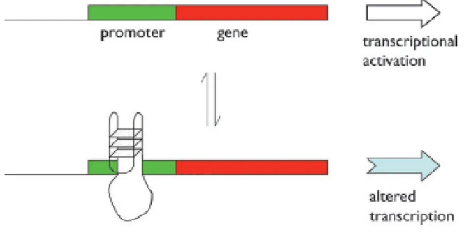 Figure 1.9 The formation of a G-quadruplex in a promoter can affect the level and nature of transcription  from that gene