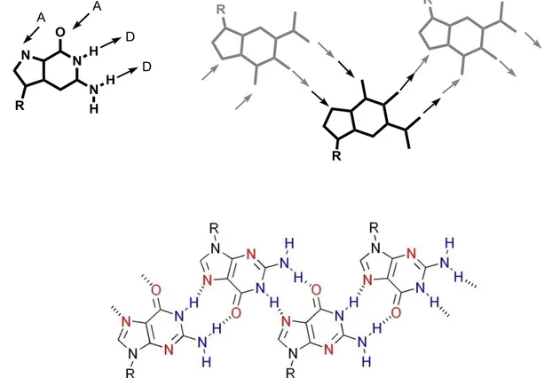Figura  2.23  The  non-centrosymmetric  ribbon  supramolecular  structure  by  guanine,  characterized  by  N2–H…O6, as composed by AADD homocoupling of guanines (“ribbon A”)
