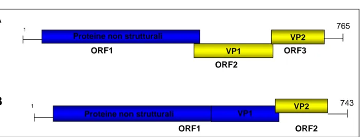 Figura  2.2:  Organizzazione  del  genoma  delle  Caliciviridae.  A:  organizzazione  del  genoma  dei  Norovirus e Vesivirus