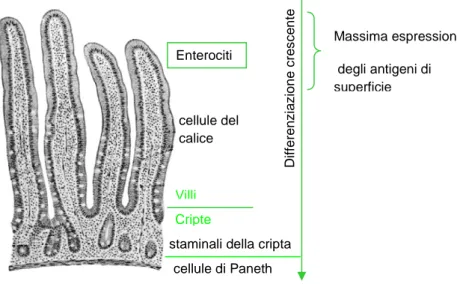 Figura  2.5:  Sezione  d’intestino  che  mostra  le  cripte  ed  i  villi  rivolti  verso  il  lumen  (alto)