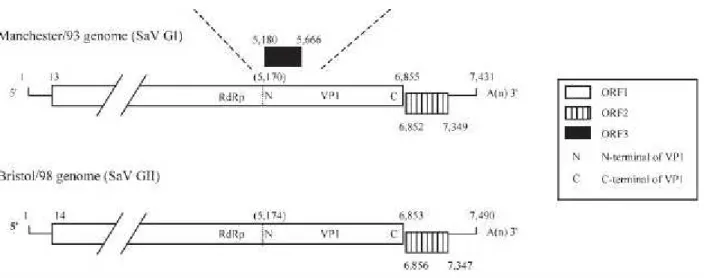 Figure 2.7. Rappresentazione schematica del genoma di SaV GI, GIV e GV (contenente 3 ORF) e  del genoma di SaV GII (contenente 2 ORF) (Hansman et al., 2007)