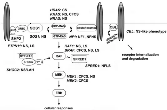 Figura  1.2:  The  RAS-MAPK  signal  transduction  pathway.  Schematic  diagram  showing  the  RAS-MAPK  cascade  and  affected  disease  genes  in  disorders  of  the   neuro-cardio-facial-cutaneous syndrome family