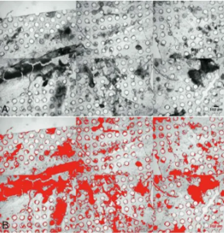 Figure  1:  Image  stacks  to  evaluate  area  covered  by  debris  in  filters’ 