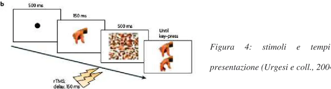Figura  4:  stimoli  e  tempi  di  presentazione (Urgesi e coll., 2004) 