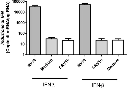 Figura  4.  Induzione  da  parte  del  rinovirus  16  dell’mRNA  per  interferone  lambda  e  beta  in  cellule  epiteliali bronchiali  