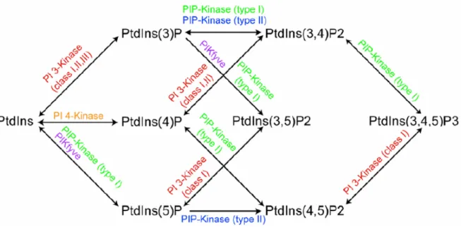 Figura 5. Principali vie di sintesi dei fosfoinositidi nelle cellule di mammifero. 