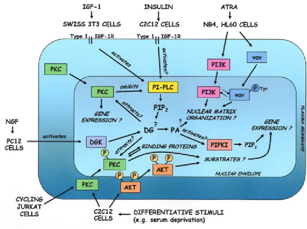 Figura 7. Signaling fosfolipidico nucleare in diversi modelli cellulari 