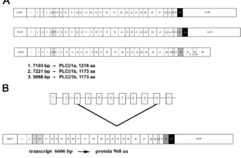 Figura 9.  Pannello A: struttura del cDNA della PLCβ1a e PLCβ1b nell’uomo. In alto: 