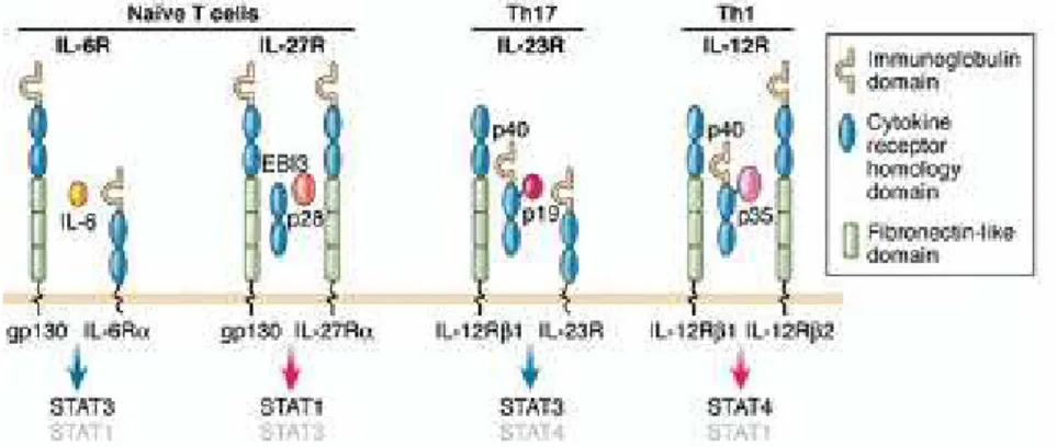 Fig.  13:   Vengono  mostrati  i  principali  recettori  e  ligandi  espressi  da  celluleT  immature, Th17, Th1