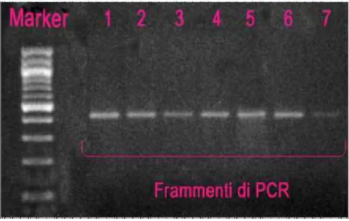 Figura 10: Corsa elettroforetica in gel di agarosio  