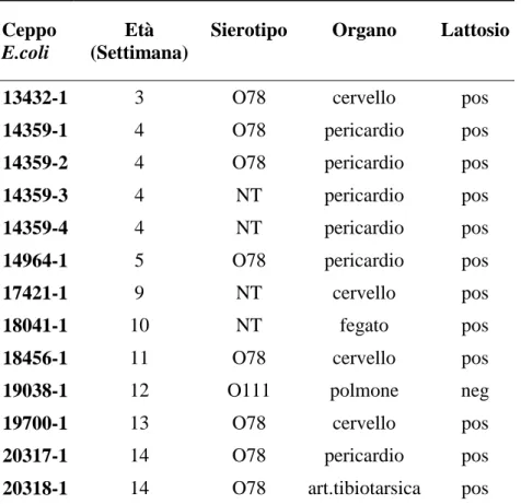 Tabella B.2: Identificazione, età degli animali, organo di isolamento, sierotipo  e fermentazione del lattosio dei ceppi di E