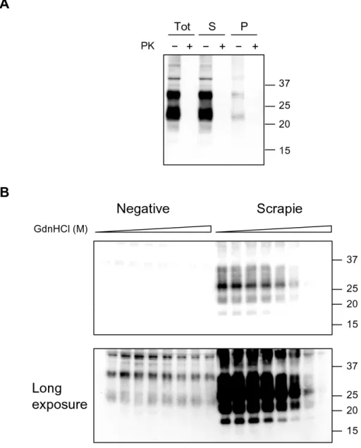 Fig. 9. Separazione delle frazioni solubili e insolubili della PrP da omogenati cerebrali ovini negativi  A: Western blot delle frazioni di PrP solubili e  insolubili da un omogenato cerebrale negativo di ovino