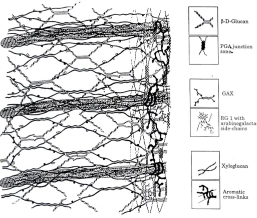 Figura 1.18. La rappresentazione schematica di una parete cellulare di monocotiledone 15