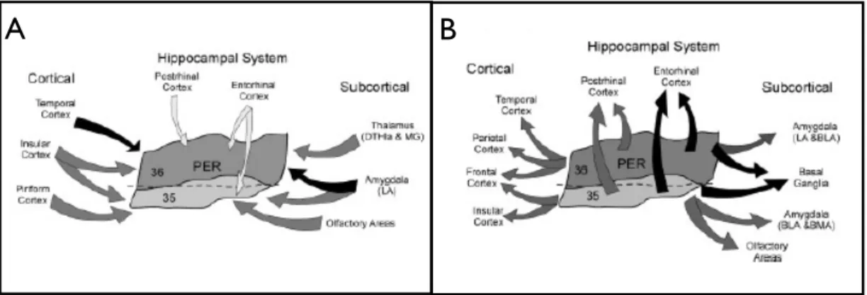 Fig. 3-2 Connections of the rat perirhinal cortex (PER), area 35 and 36. Projection to PER (A) and from  PER (B) with cortical and subcortical structures
