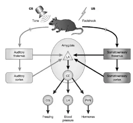 Fig. 4-2 Neural circuits underlying auditory fear conditioning (adapted from Sigurdsson et al., 2007) 